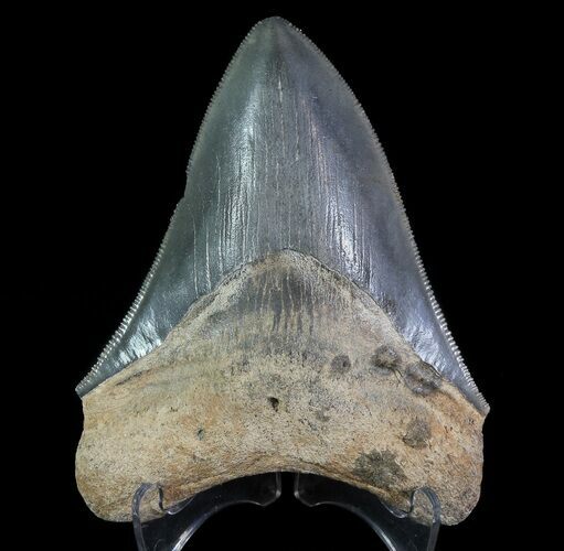 Serrated, Fossil Megalodon Tooth #64557